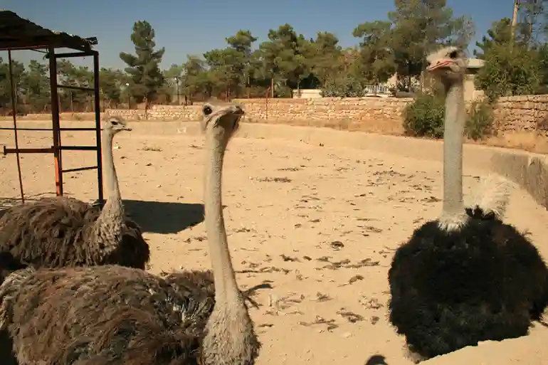 حیوانات باغ پرندگان شیراز