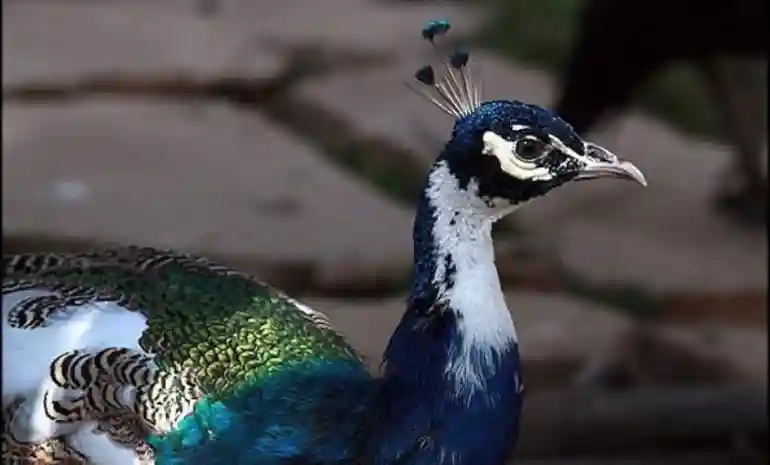 جاهای دیدنی نزدیک باغ پرندگان شیراز