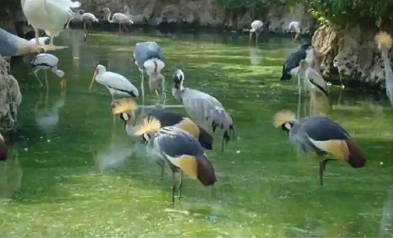 ساعت کاری باغ پرندگان شیراز