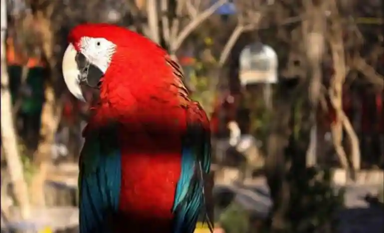 باغ پرندگان شیراز