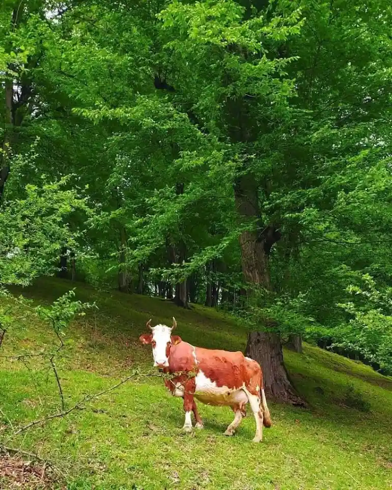 جنگل دالخانی