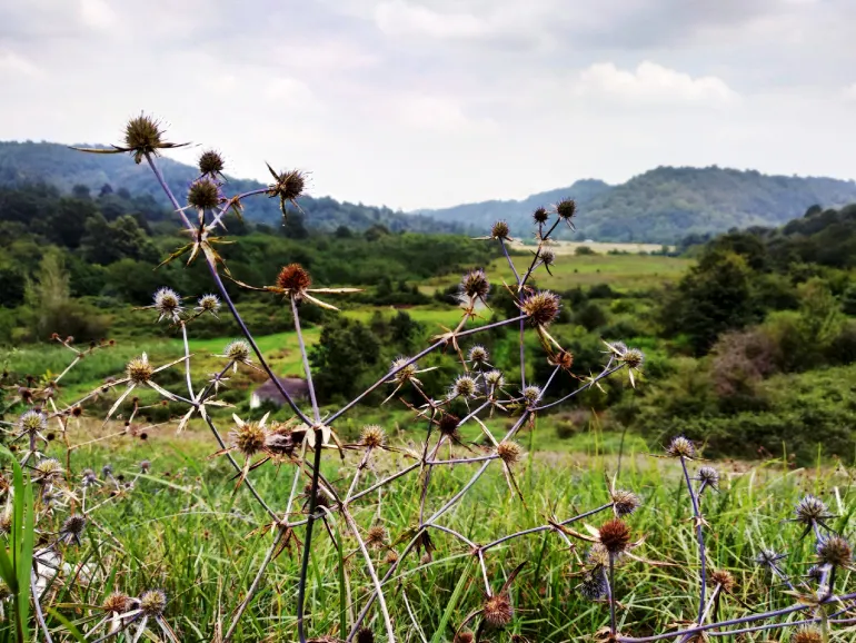 روستای شیاده