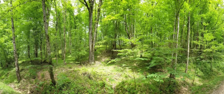 پارک جنگلی خانیکان