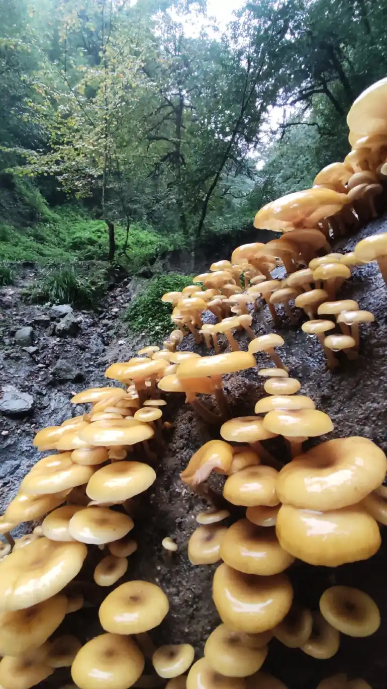 آبشار سنگ درکا