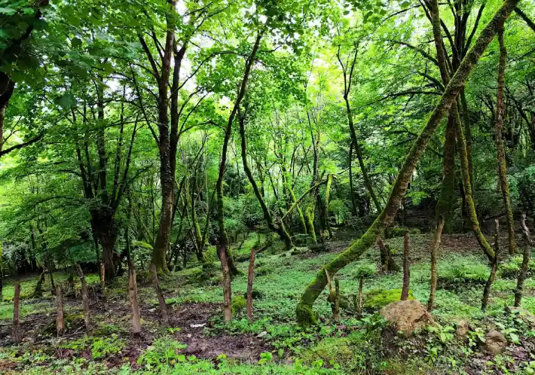 آبشار سنگ درکا مازندران