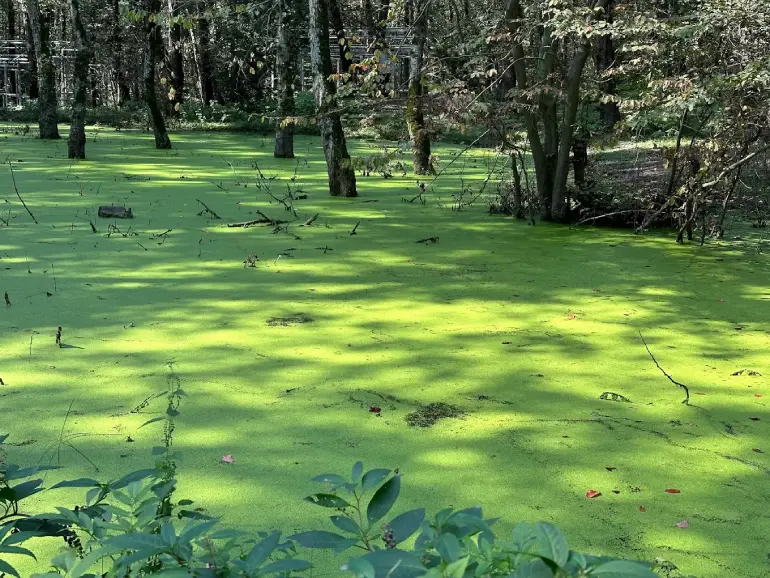 تالاب قادیکلا