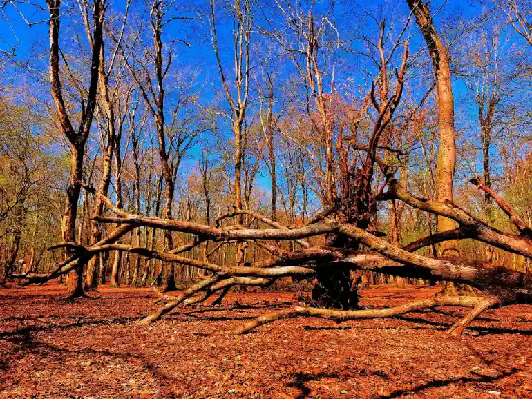 پارک جنگلی تلار