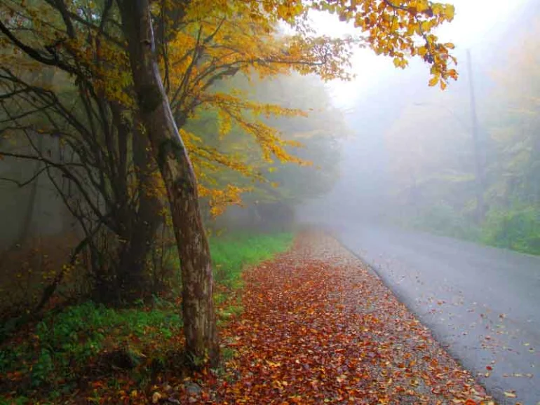 جنگل هلی دار