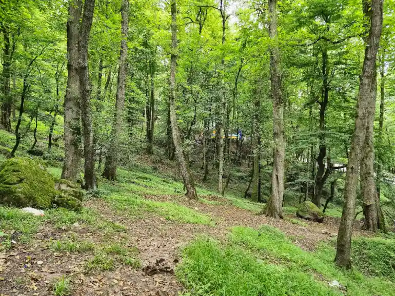 بهترین زمان بازدید از جنگل عباس آباد