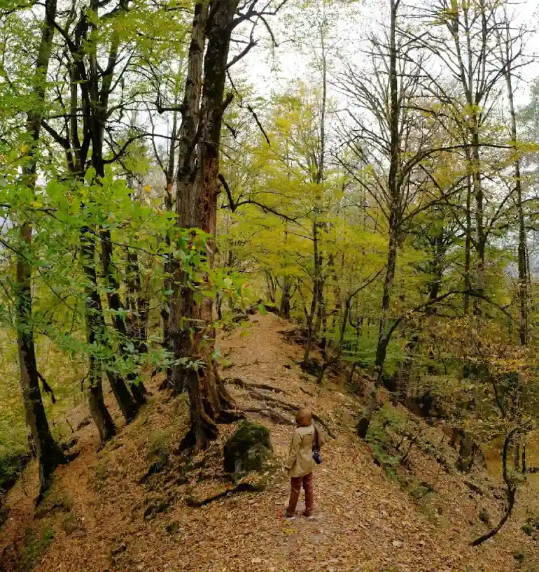 تفریحات جنگل عباس آباد