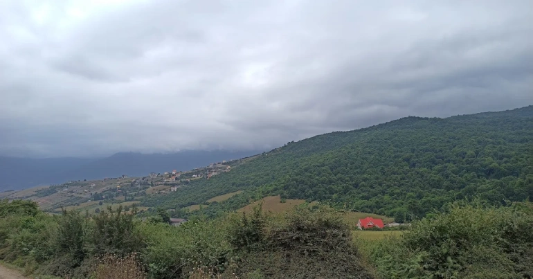 جنگل عباس آباد