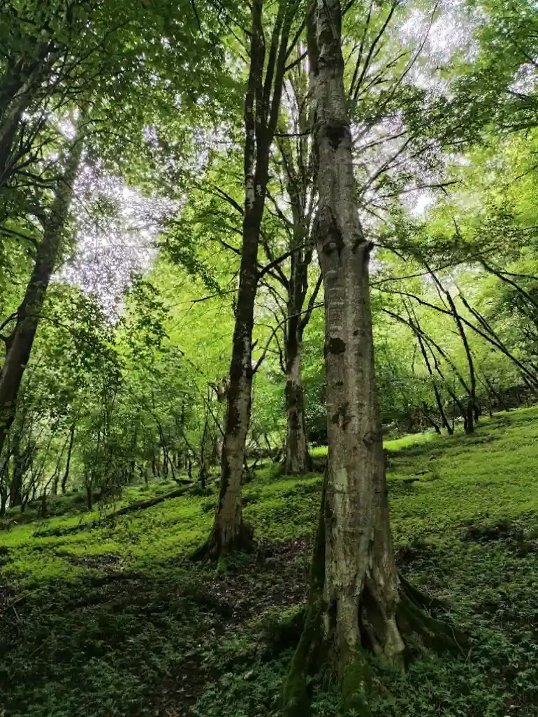 پوشش گیاهی و جانوری جنگل عباس آباد