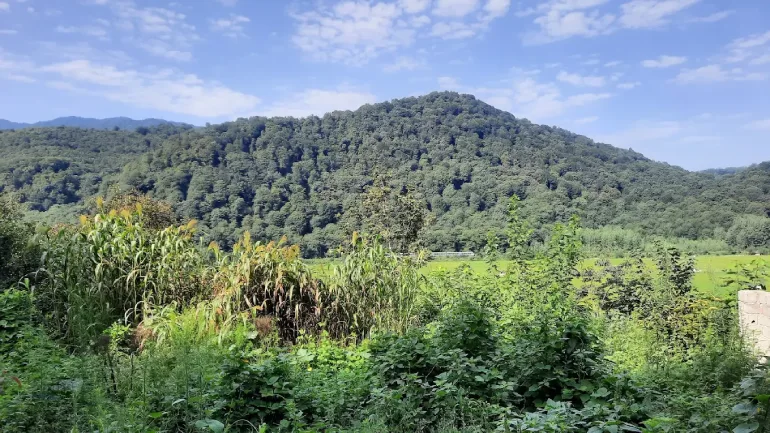 آب‌وهوای شیرگاه