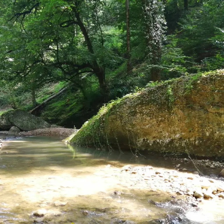 روستای نارنج بن شیرگاه