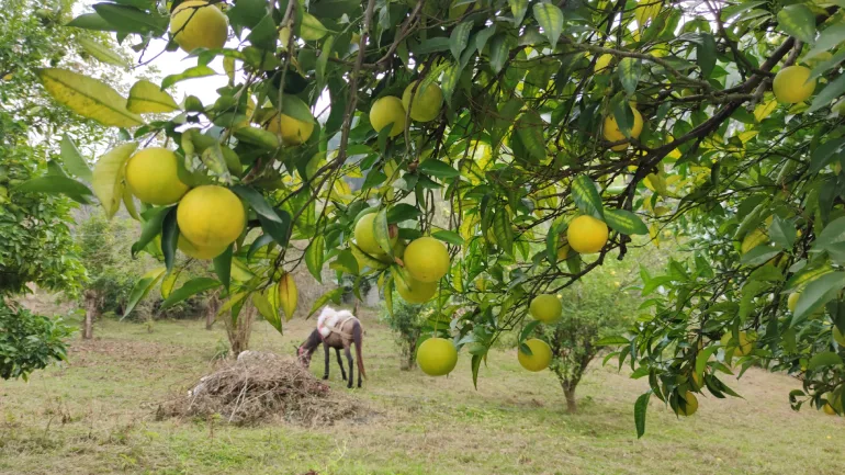 روستای کلیج خیل