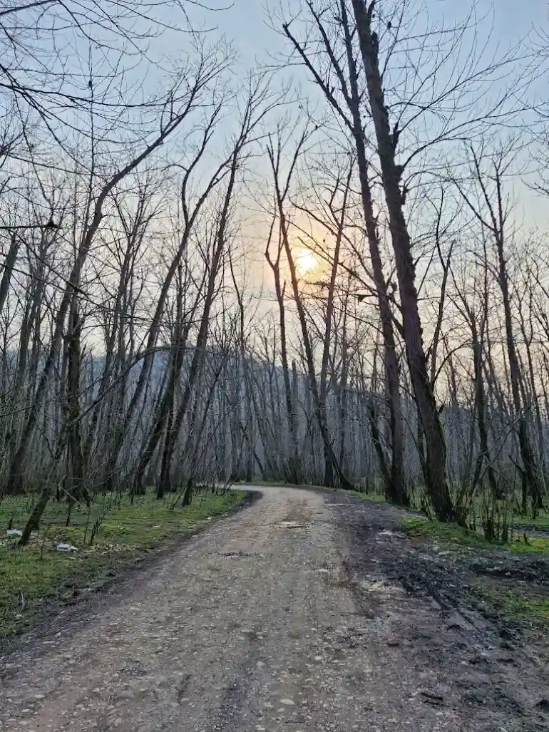 جنگل اندارگلی