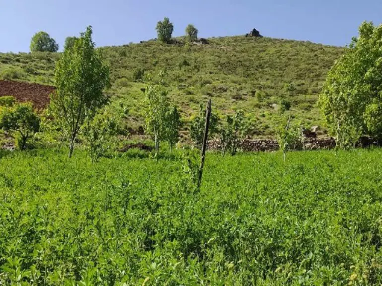 تفرجگاه سورین