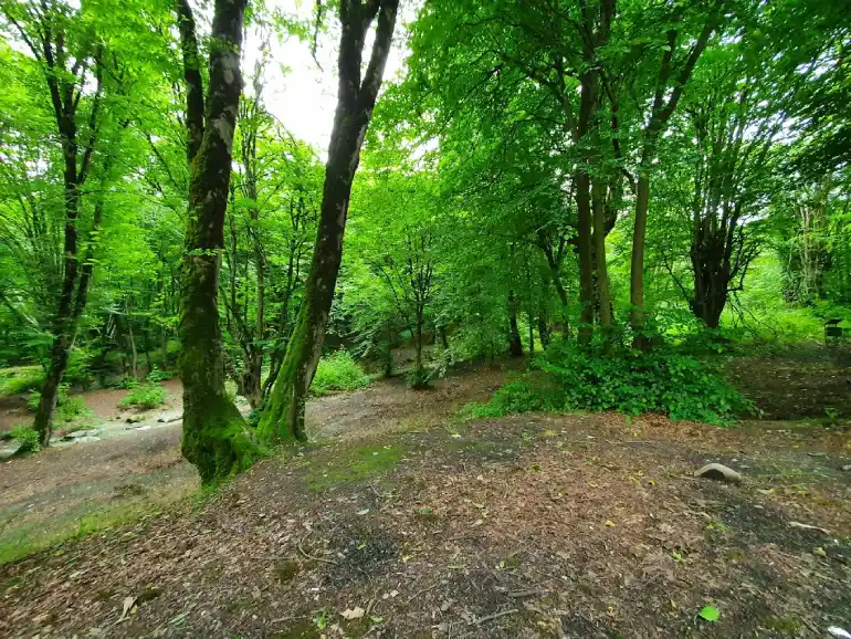 جنگل های النگدره