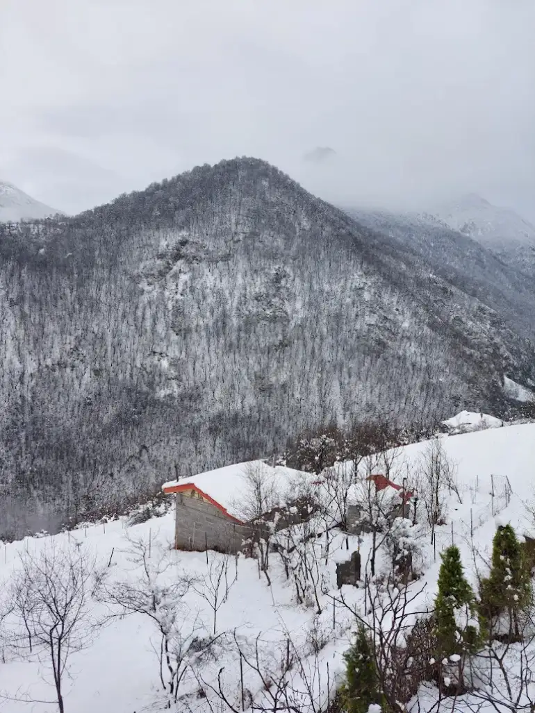 جنگل دو هزار تنکابن