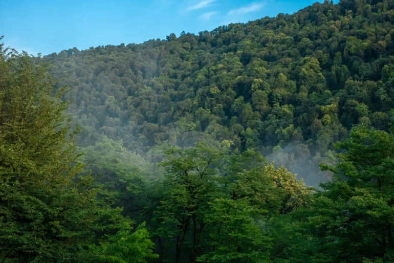 جنگل پلنگ دره