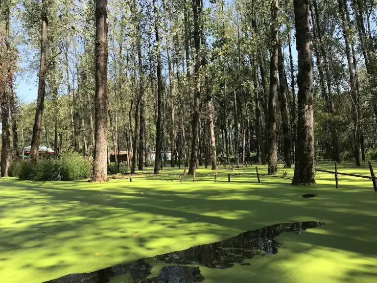 جنگل سراوان