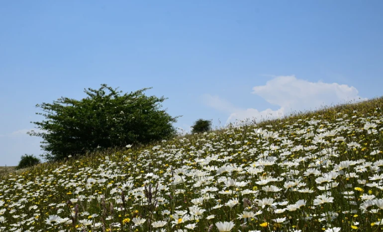 جنگل فندقلو