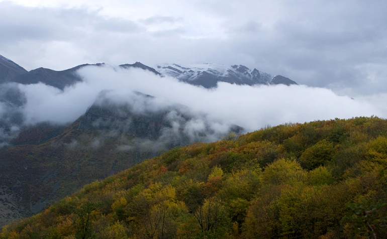 جنگل سیاه بیشه
