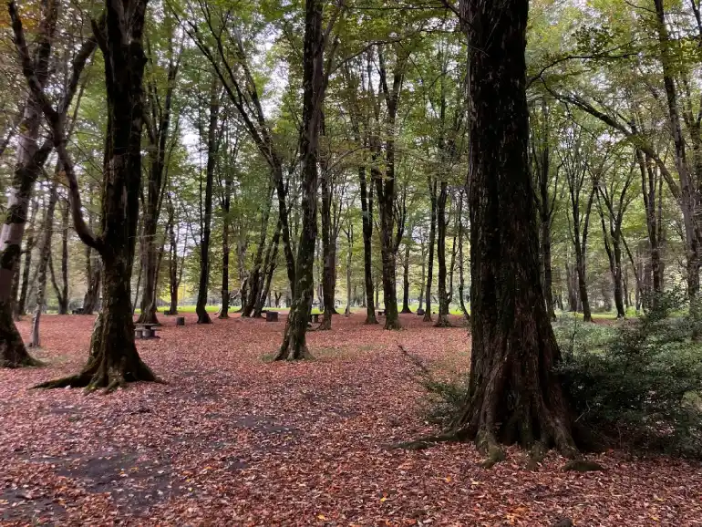 جنگل سی‌سنگان