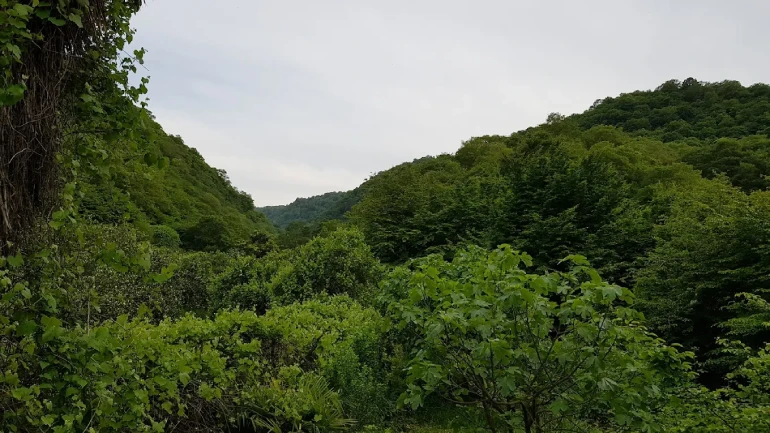 جنگل ناهارخوران گرگان