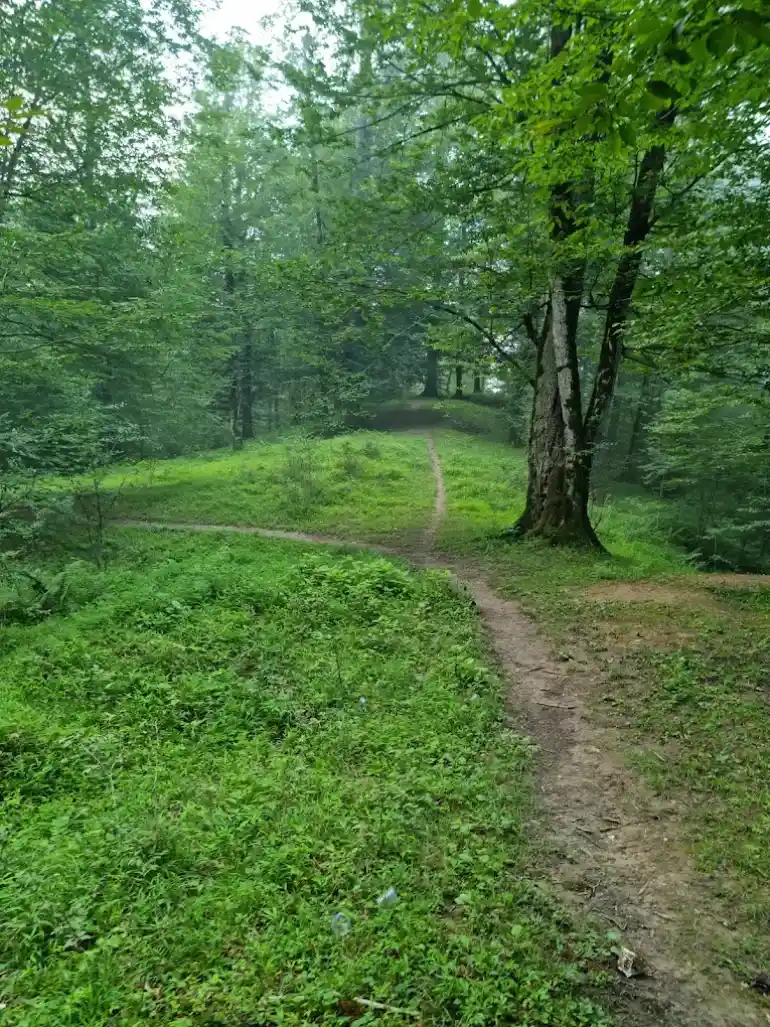 جنگل دالخانی