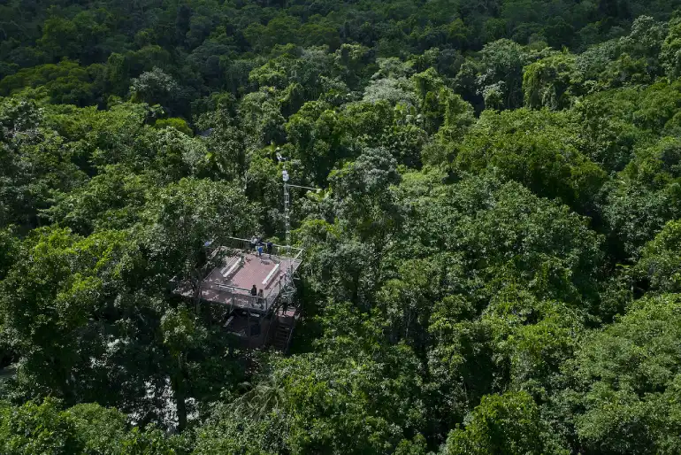 جنگل بارانی دین‌تری