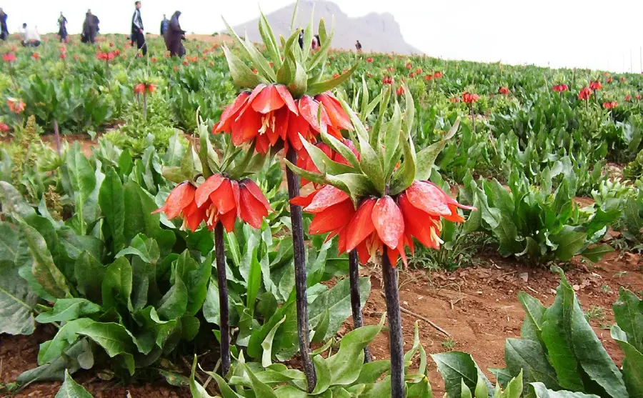 دشت لاله‌های واژگون