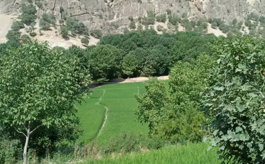 پارک جنگلی پروز